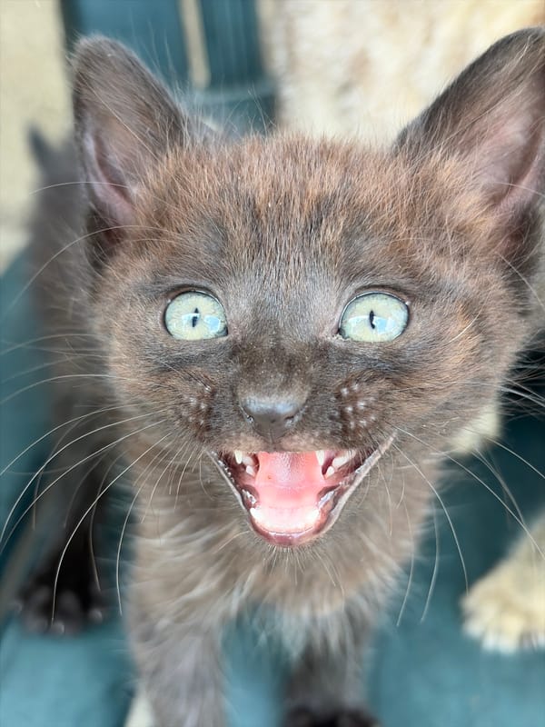 Kittens with striking blue eyes photographed on outdoor furniture