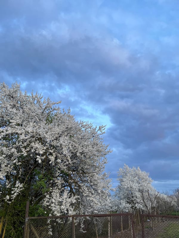 Spring blooms and farming activity observed near General Toshevo