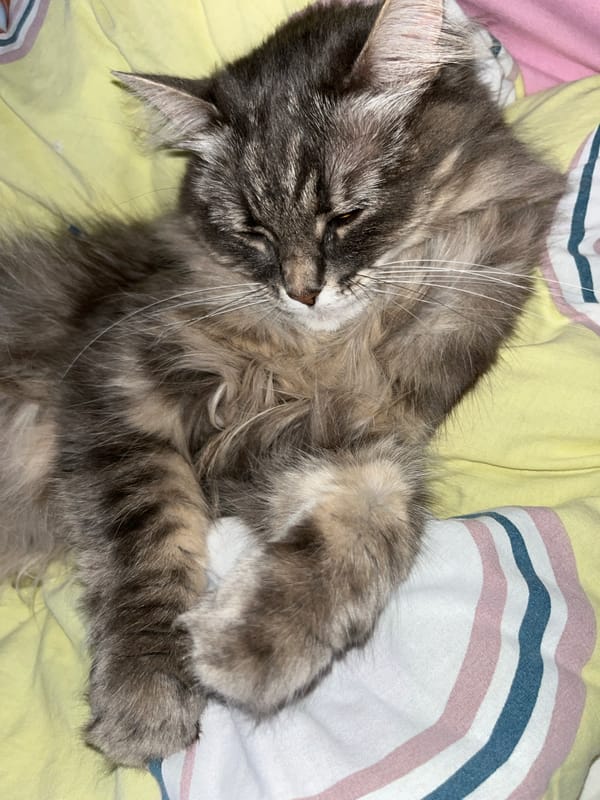Gray tabby cat relaxing on blanket and floor