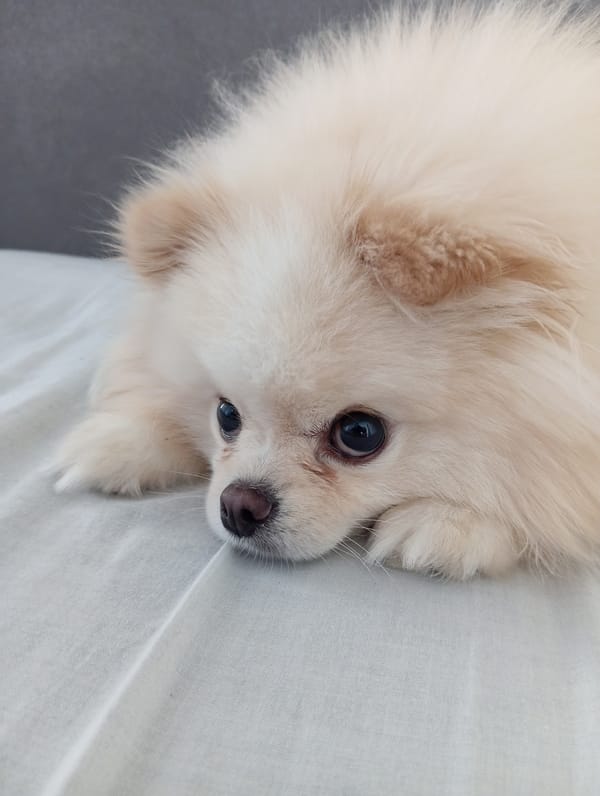 Cream Pomeranian rests quietly on a light fabric surface
