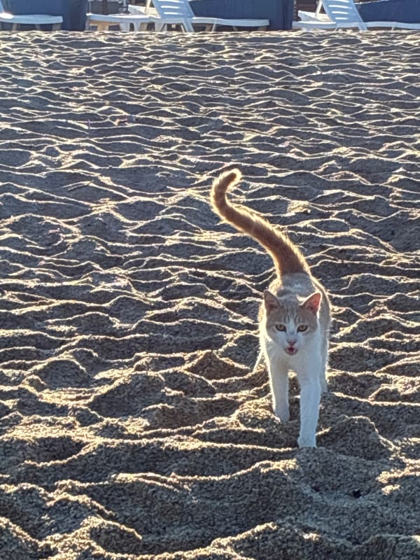 Yoga, a wandering cat, and sand art on an Alanya beach
