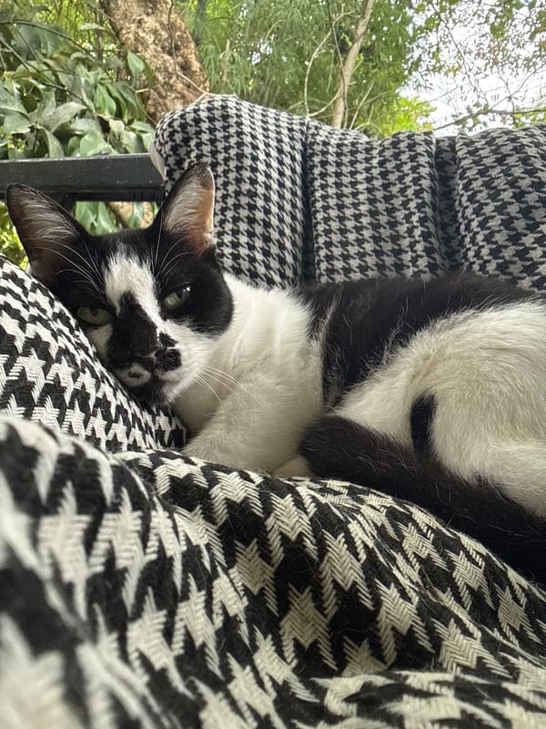 Black and white cat napping and yawning on houndstooth fabric, Ko Pha-ngan