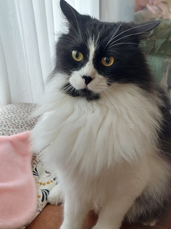 Fluffy black and white cat relaxing at home in Plovdiv