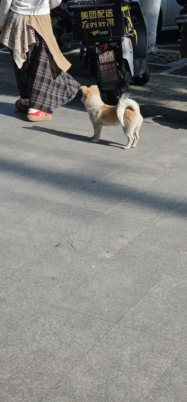 Woman with dog spotted on sunny sidewalk in Chongqing