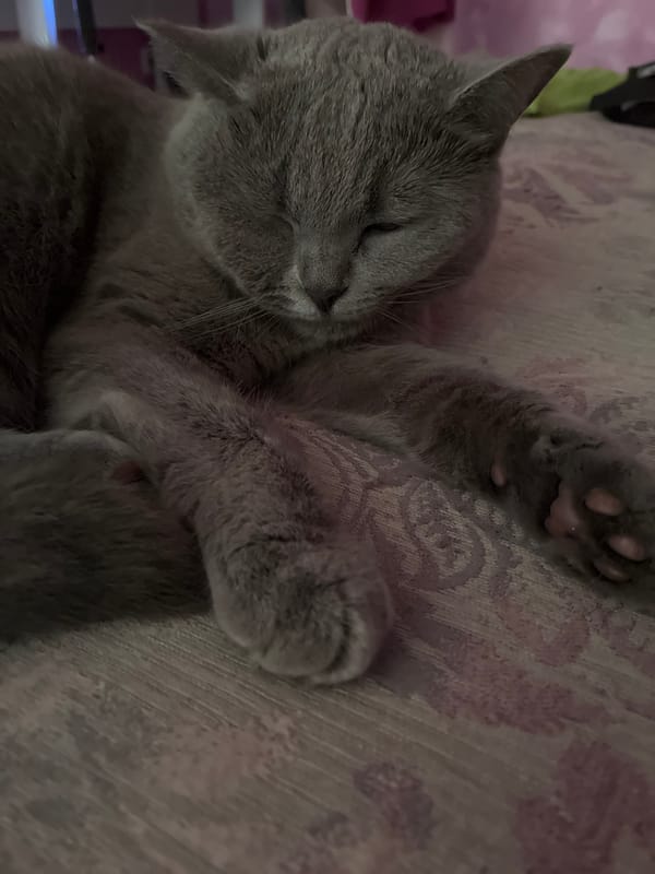 Gray cat's lazy morning routine documented in Alanya