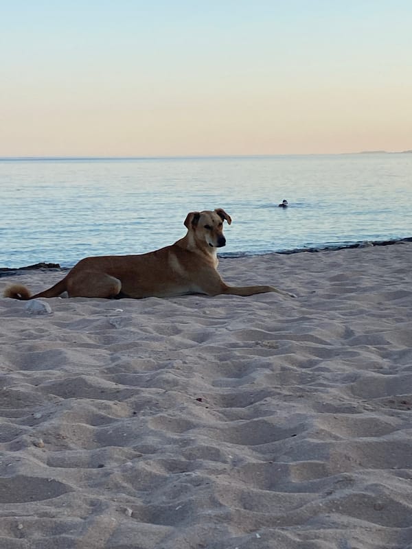 Dog on a Sharm El Sheikh beach, Red Sea in the background