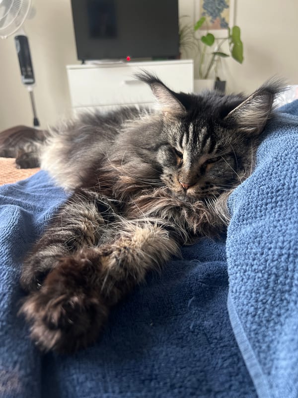 Tabby cat spotted napping on blue surface in Saint Petersburg