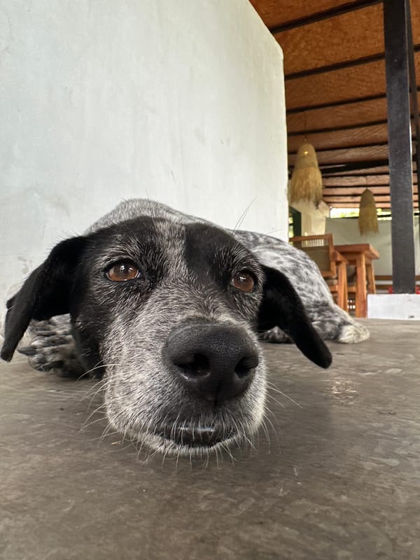 Speckled dog chilling on concrete in Kuta Selatan