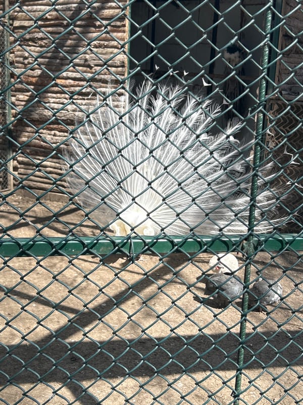 Zoo visitors capture footage of diverse animal enclosures