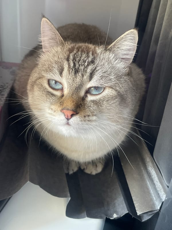 Blue-eyed cats and rabbit photographed in Votkinsk home