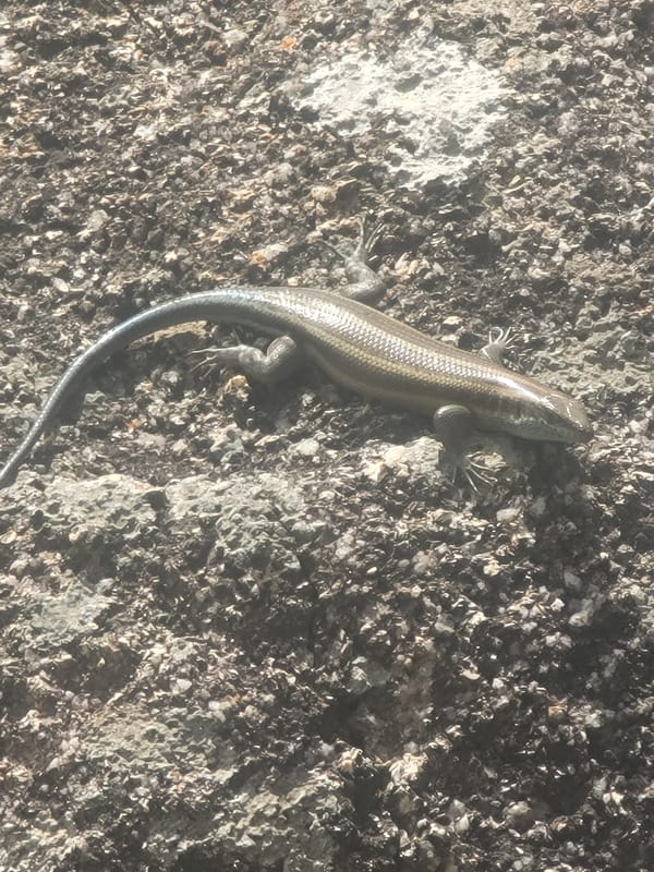 Wildlife and nature documented in rural Nigerian village