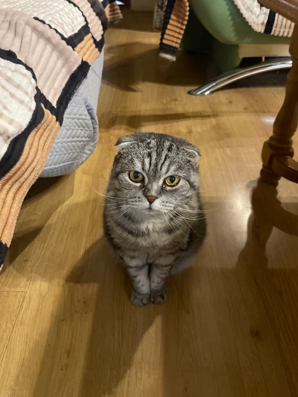 Scottish Fold cat hanging out at home, various angles