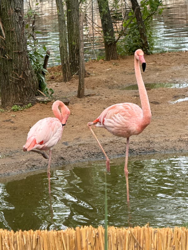 Moscow zoo flamingos observed during afternoon architectural tour