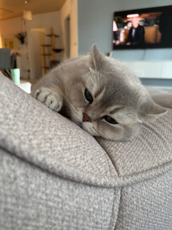 Witness documents quiet domestic moments with cat and home