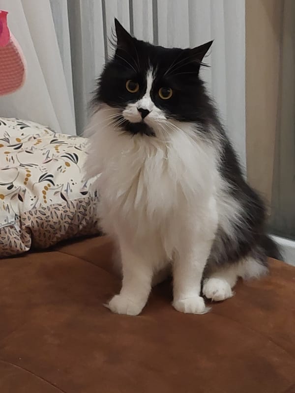 Cat enjoys leisurely evening on sofa in Plovdiv