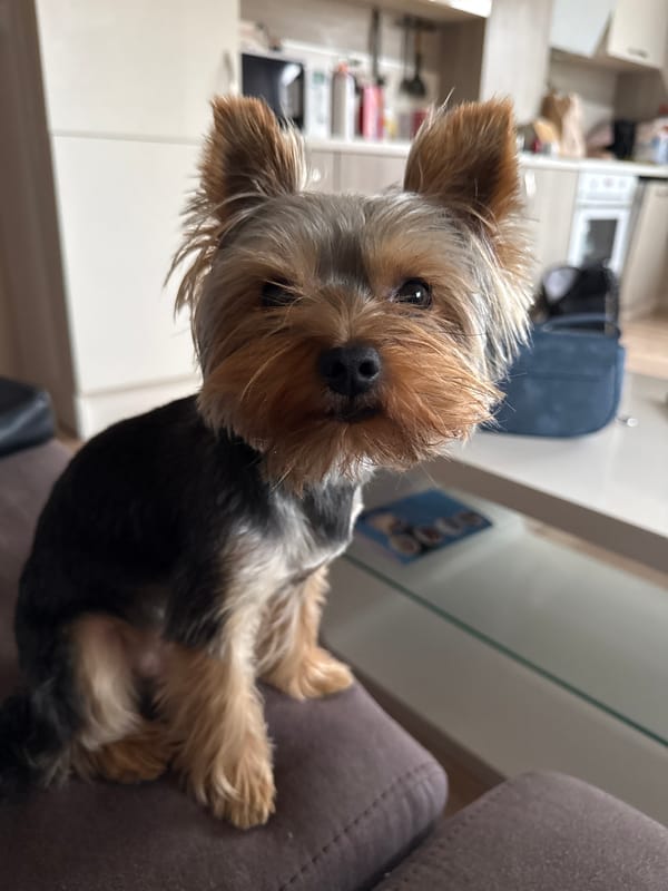 Woman and Yorkshire Terrier photographed at home in Varna