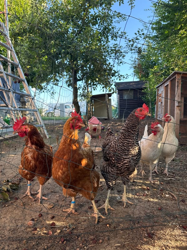 Backyard chickens, poppies, and random close-ups in Wettstetten