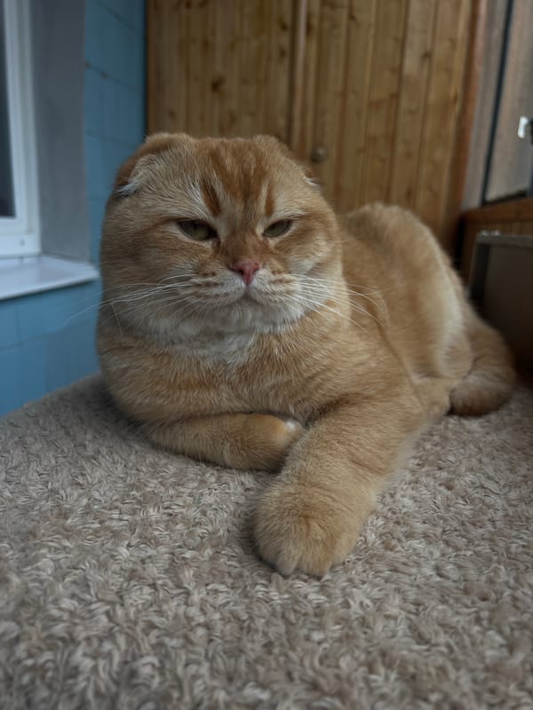 Ginger Scottish Fold cat resting indoors in Voronezh