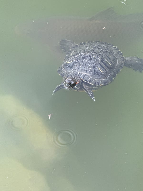 Child explores botanical garden, feeds turtles during overcast afternoon