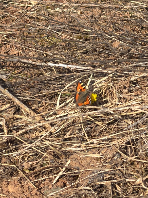 Spring flowers and butterfly spotted in Russian countryside