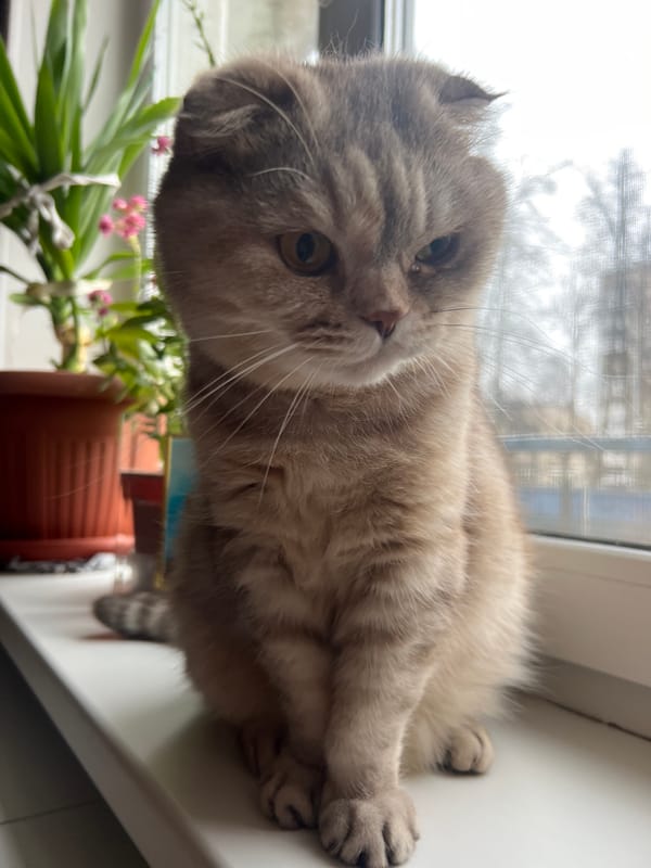 Morning life captured in Chaikovsky: babies, pets, selfies, snowy parks