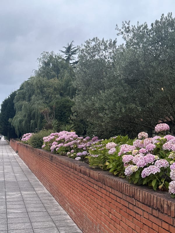 Evening walk past hydrangeas and quiet streets in Oviedo