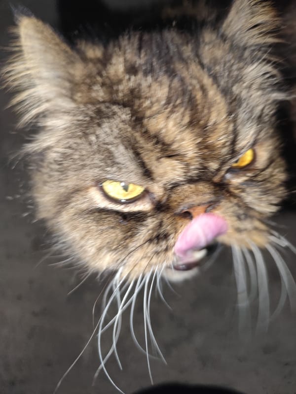 Tabby cat and currant berries in Қырғауылды