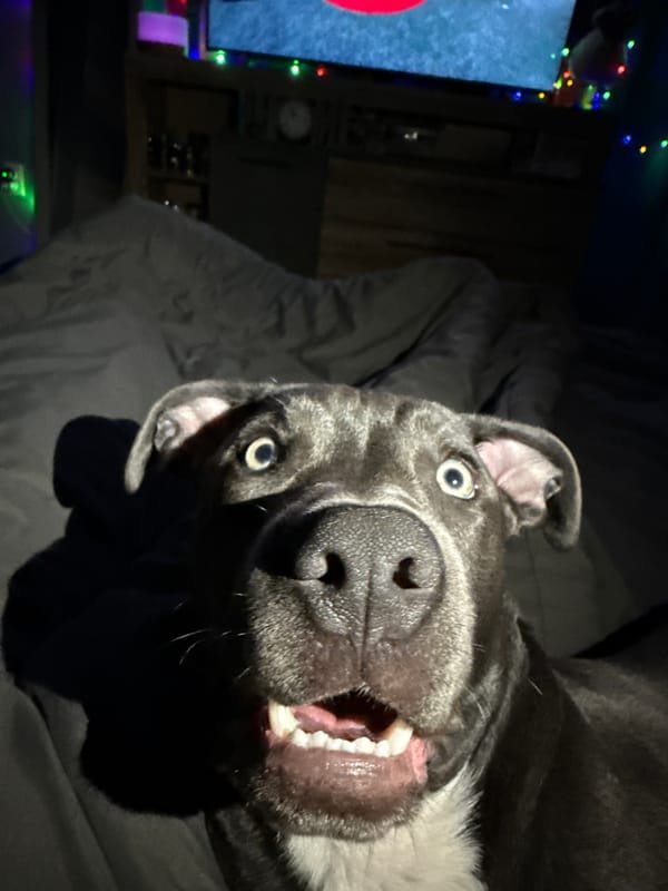 Alert Pitbull photographed indoors in Varna, Bulgaria