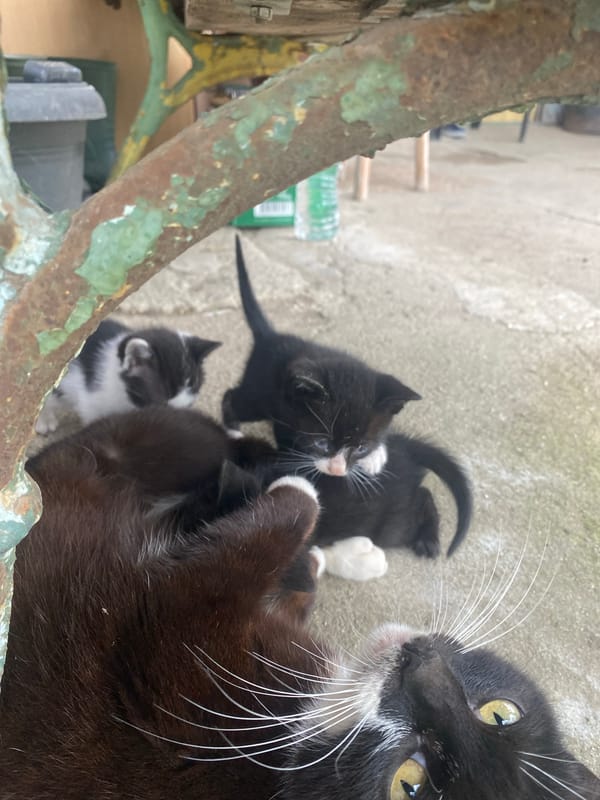 Mother cat with three kittens spotted in Debelt, Bulgaria
