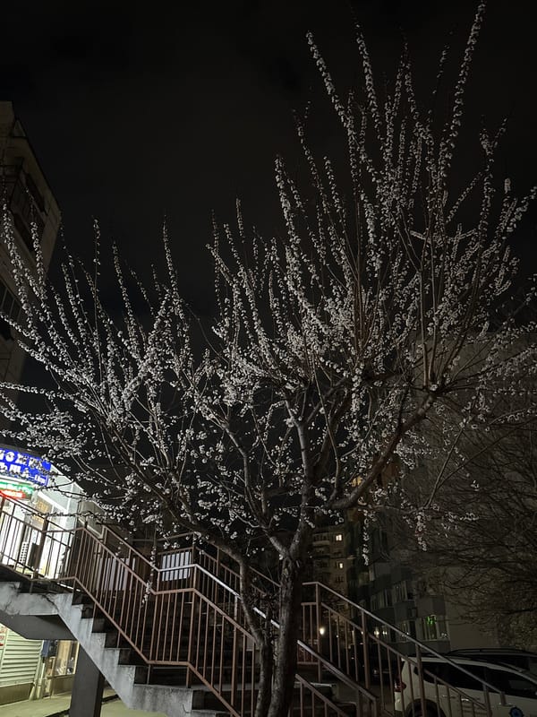 Blooming tree captured in nighttime urban scene in Bulgaria