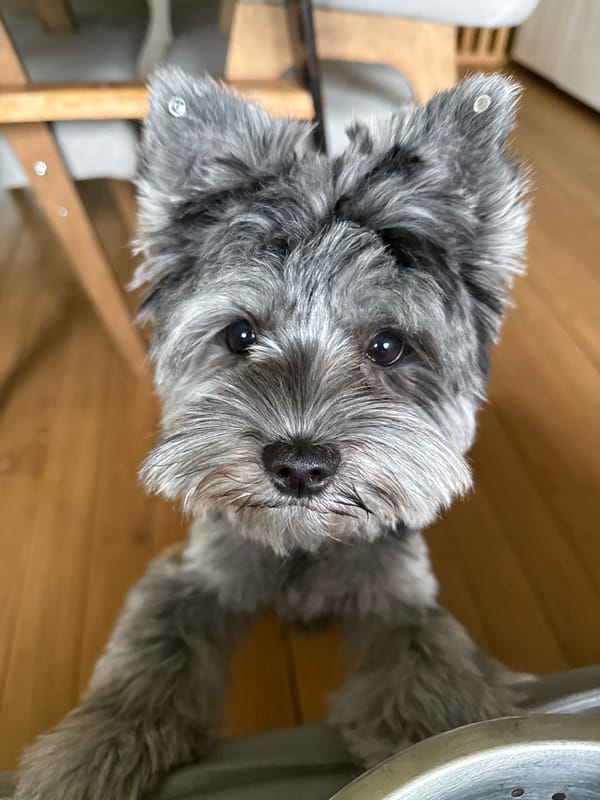Terrier and blueberries at home in Chaikovsky