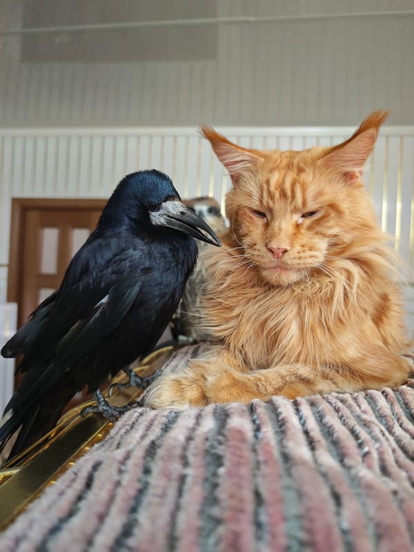 Maine Coon shares cage space with rook and bird of prey in Abakan