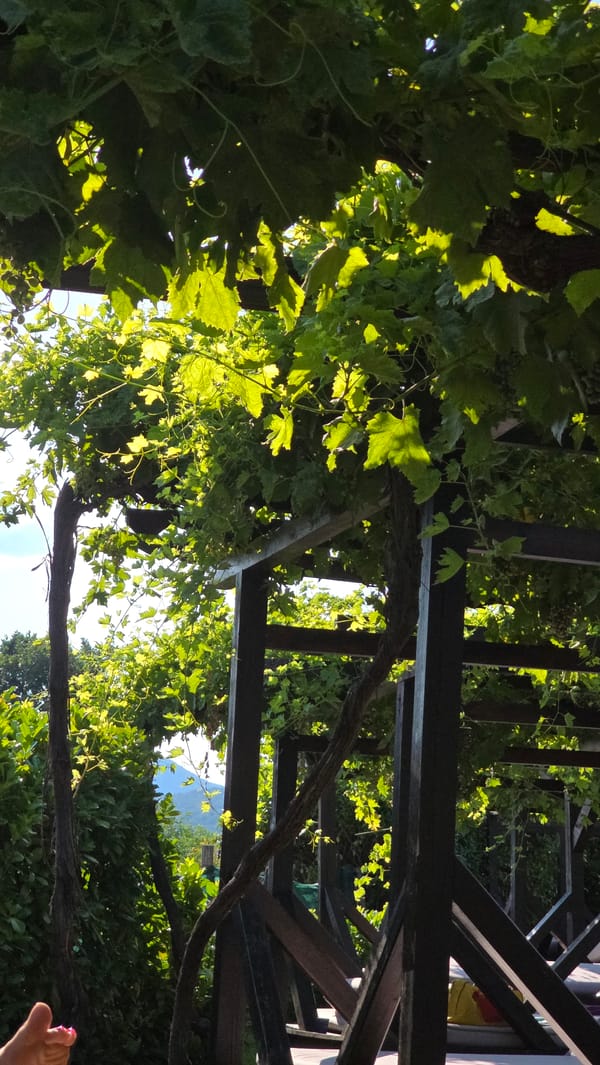 Peacocks and grapevine pergola at a Krasnovo garden