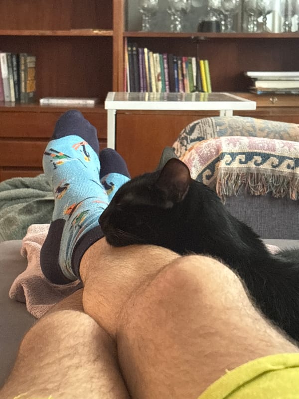 Black cat resting on patterned socks, Sofia home