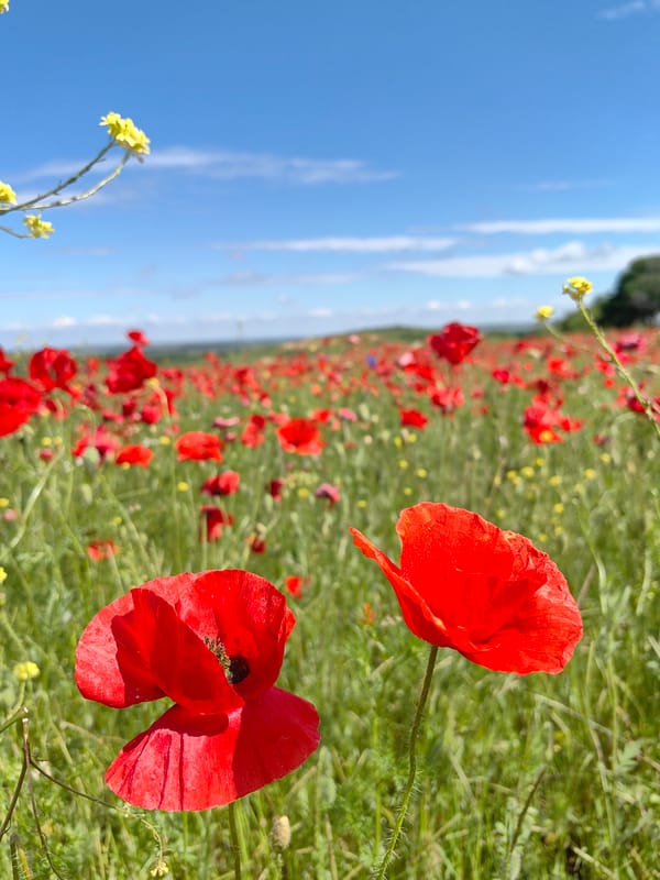 Woman photographs herself in Ukrainian poppy field