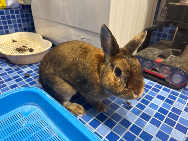 Pet rabbit and dramatic sunset views in Solikamsk