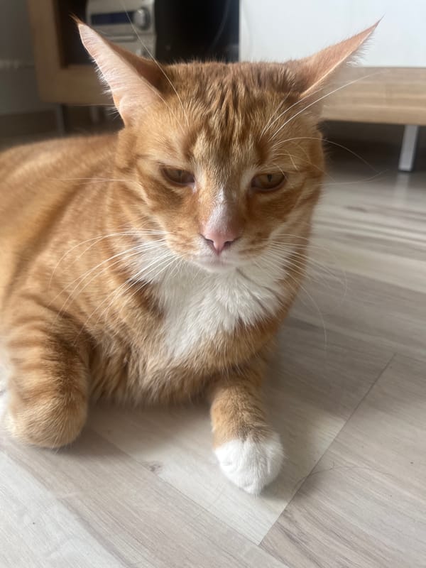 Orange tabby doing absolutely nothing, very thoroughly