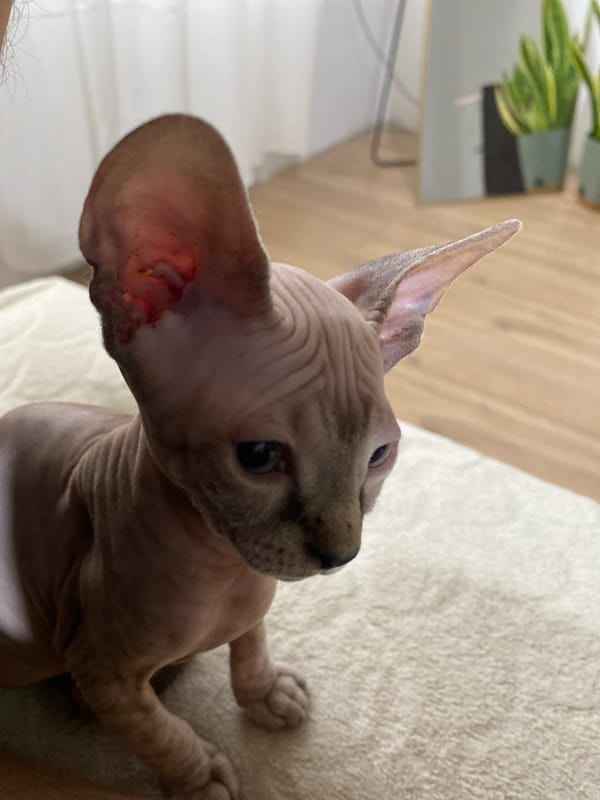 Sphynx Cat Spotted Playing in Two Russian Towns