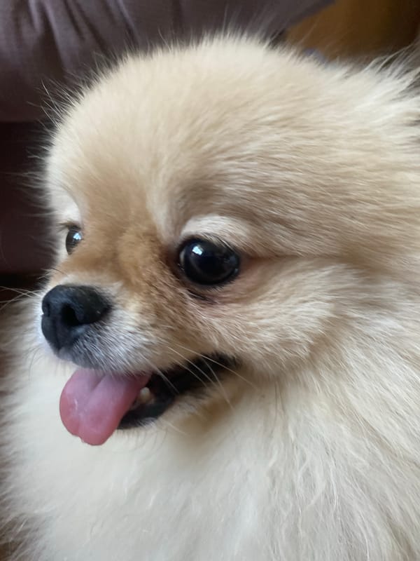 Pet Pomeranian and budgerigar hanging out at home