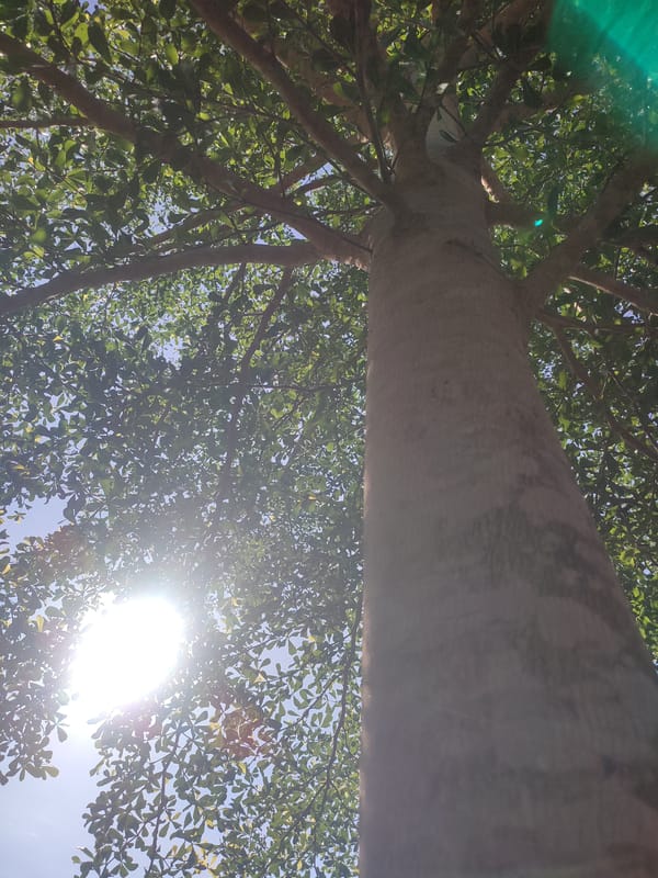 Tree photographed from below in Blangriek, Indonesia