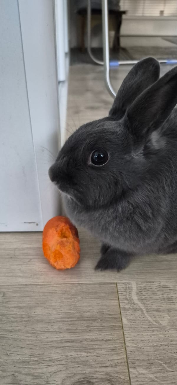 Gray rabbit on a wooden floor, carrot nearby, Ussurijsk