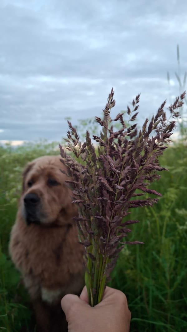 Dog walk through a wildflower field at sunset, Kempelevo