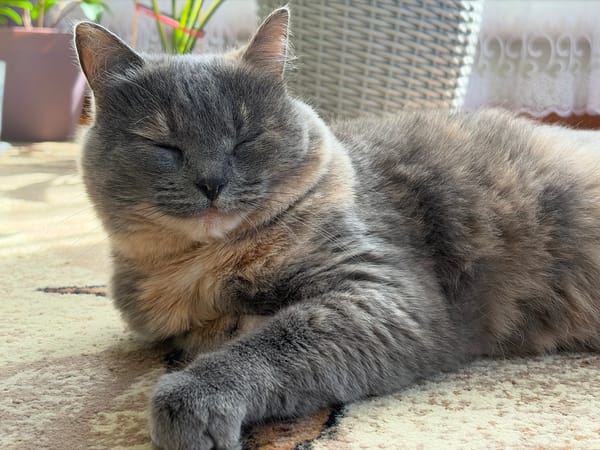 Tortoiseshell cat at rest on a patterned carpet