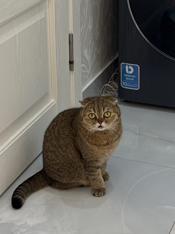 Scottish Fold cat documented playing, resting in Moscow apartment