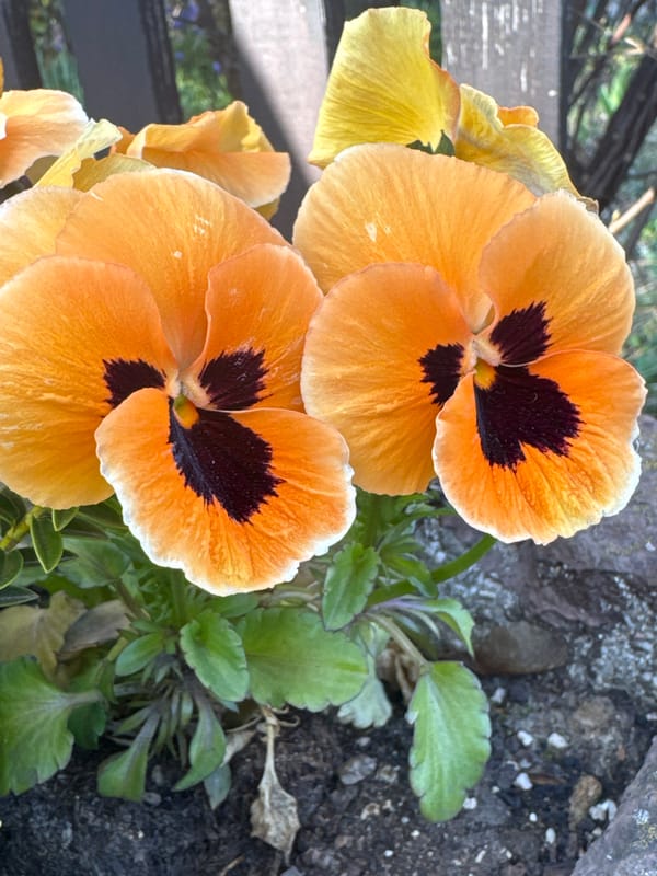 Orange pansies bloom in Ljubljana gardens