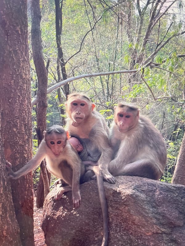 Monkey families gather on rocks overlooking Perumbakkam city