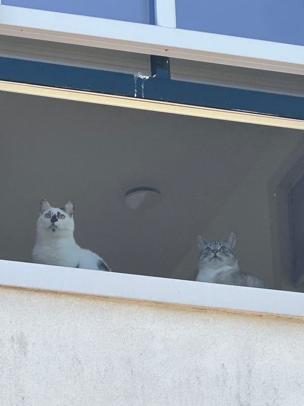 Cats and jackdaw observed together in Zandvoort neighborhood