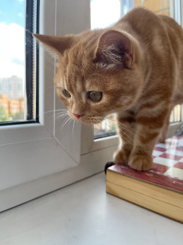 Orange tabby at home in Kommunarka, caught in several moods