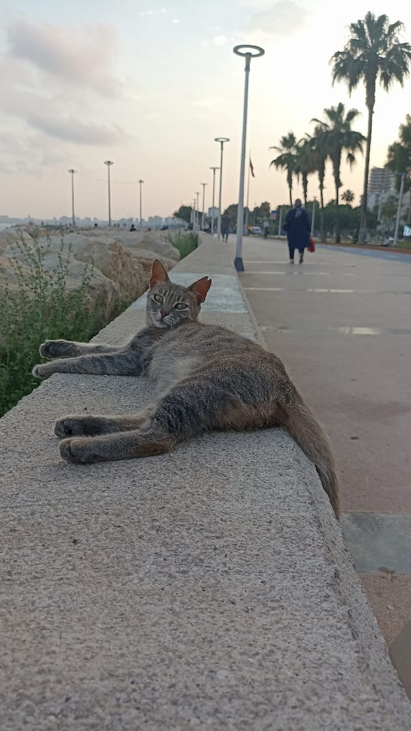 Cats lounging on the rocks along Yenişehir's waterfront at sunset