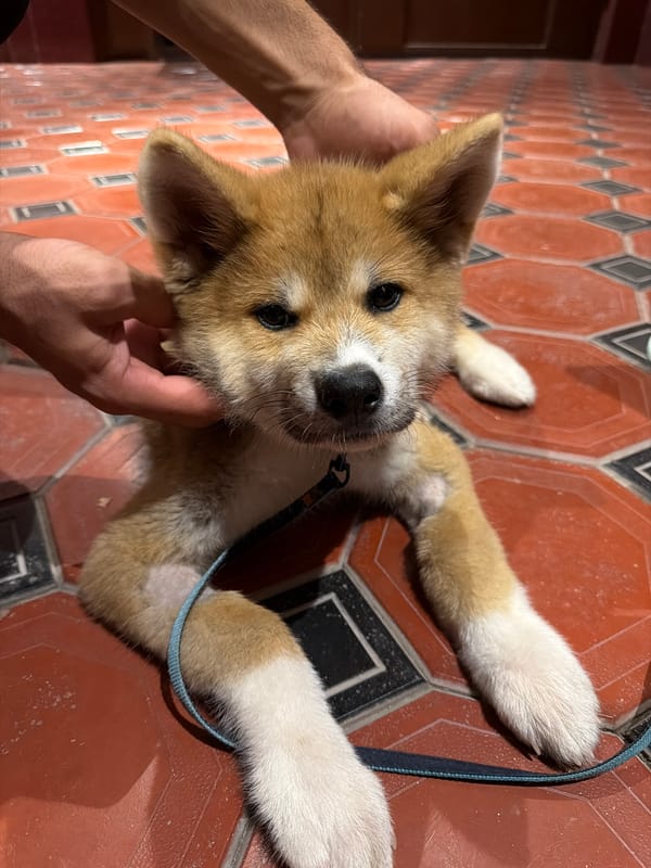 Shiba Inu puppy resting on tiled floor in Tashkent
